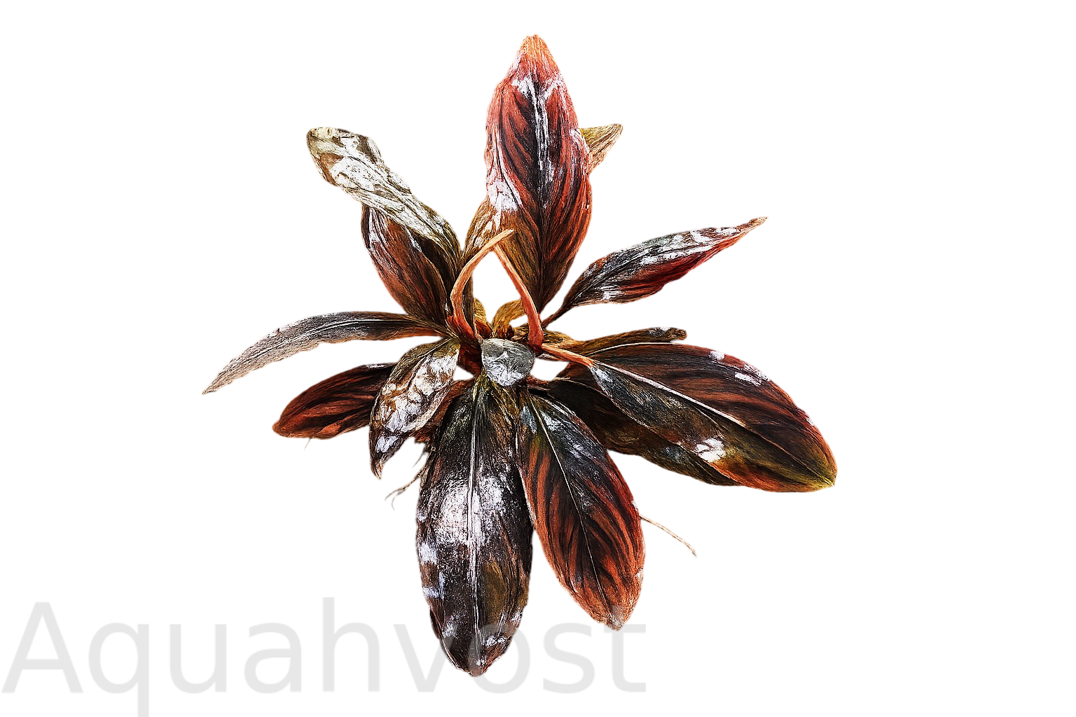 Буцефаландра Капуас тёмно-фиолетовая (Bucephalandra sp. 