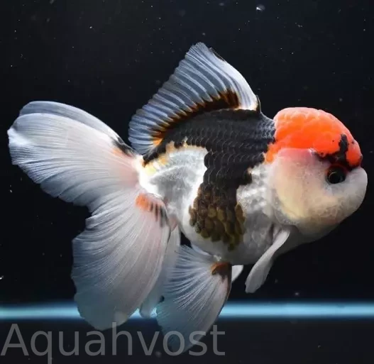 Оранда триколор (Carassius auratus)