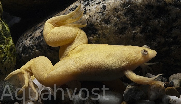 Шпорцевая лягушка (Xenopus laevis)