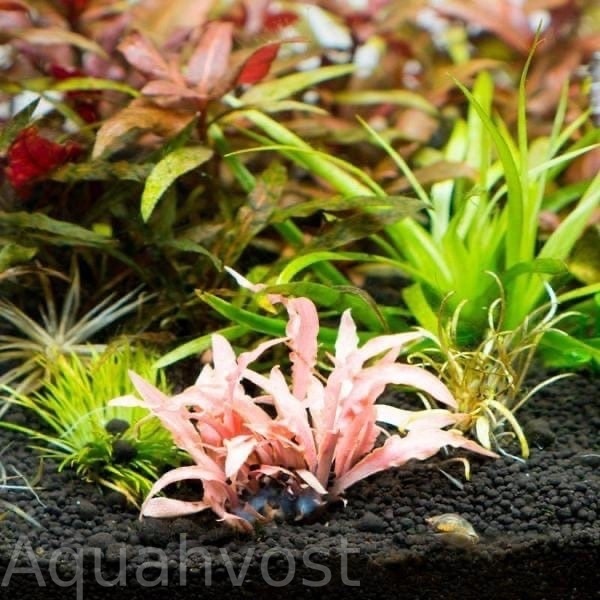 Cryptocoryne albida red 1