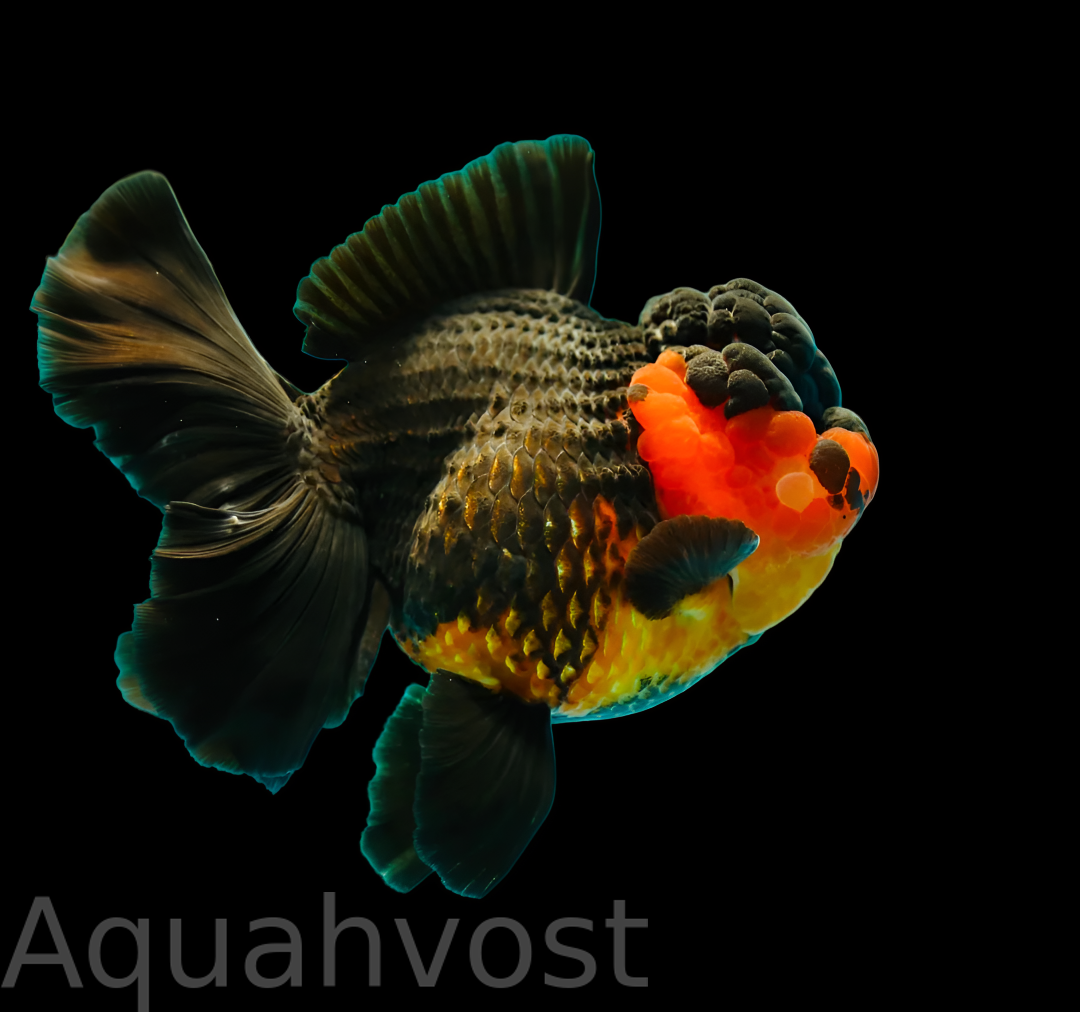 Оранда Апачи (Apache Thai Oranda)