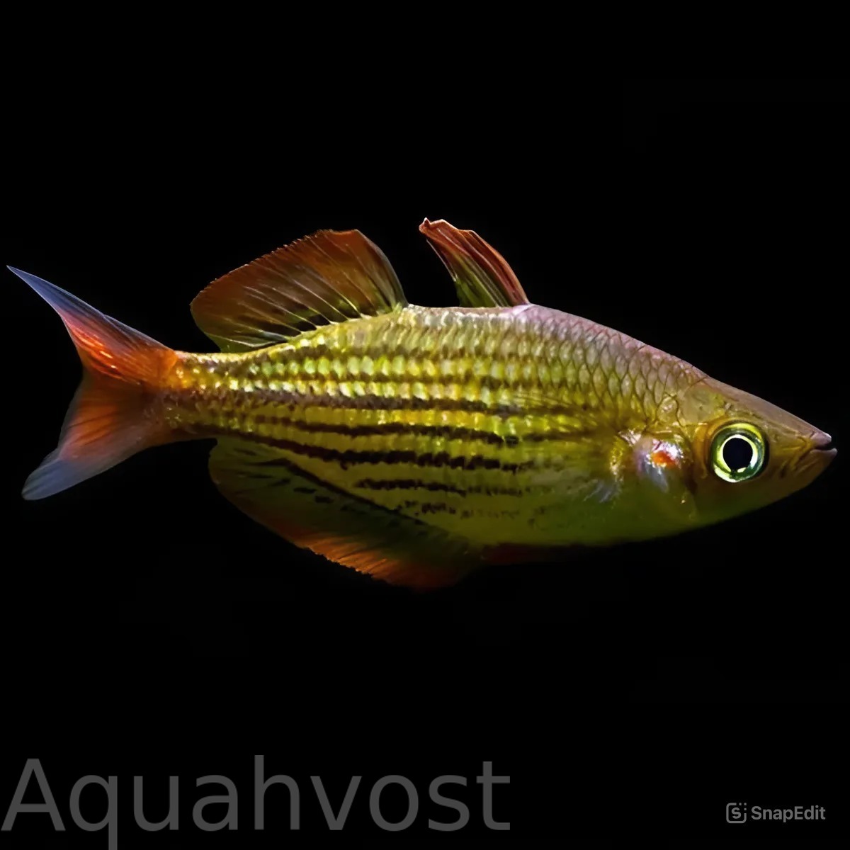 Радужница Маккалоха (Melanotaenia Maccullochi)