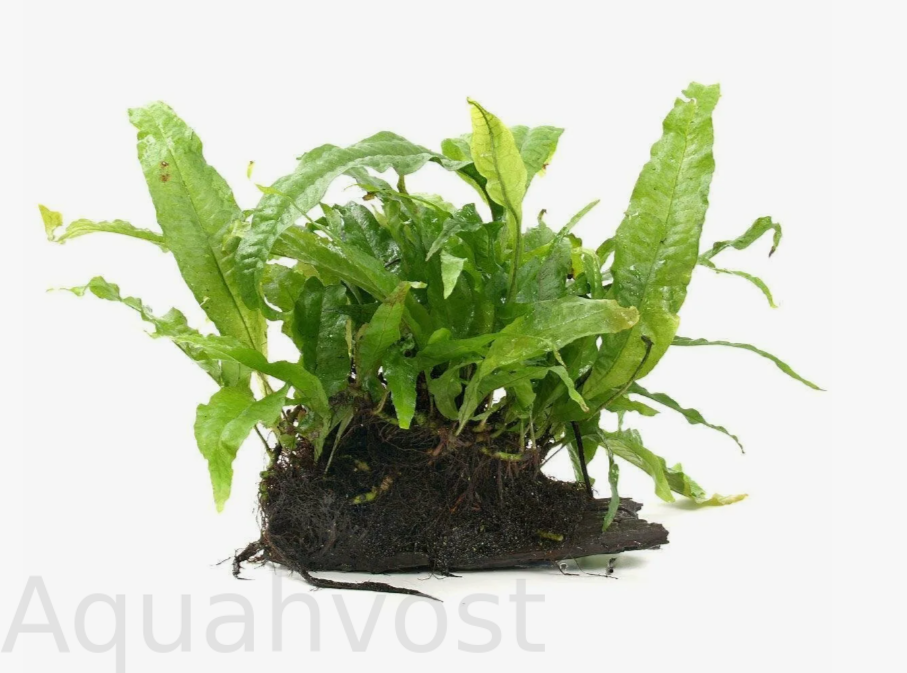 Микросорум Фром Индия (Microsorum sp. from india)