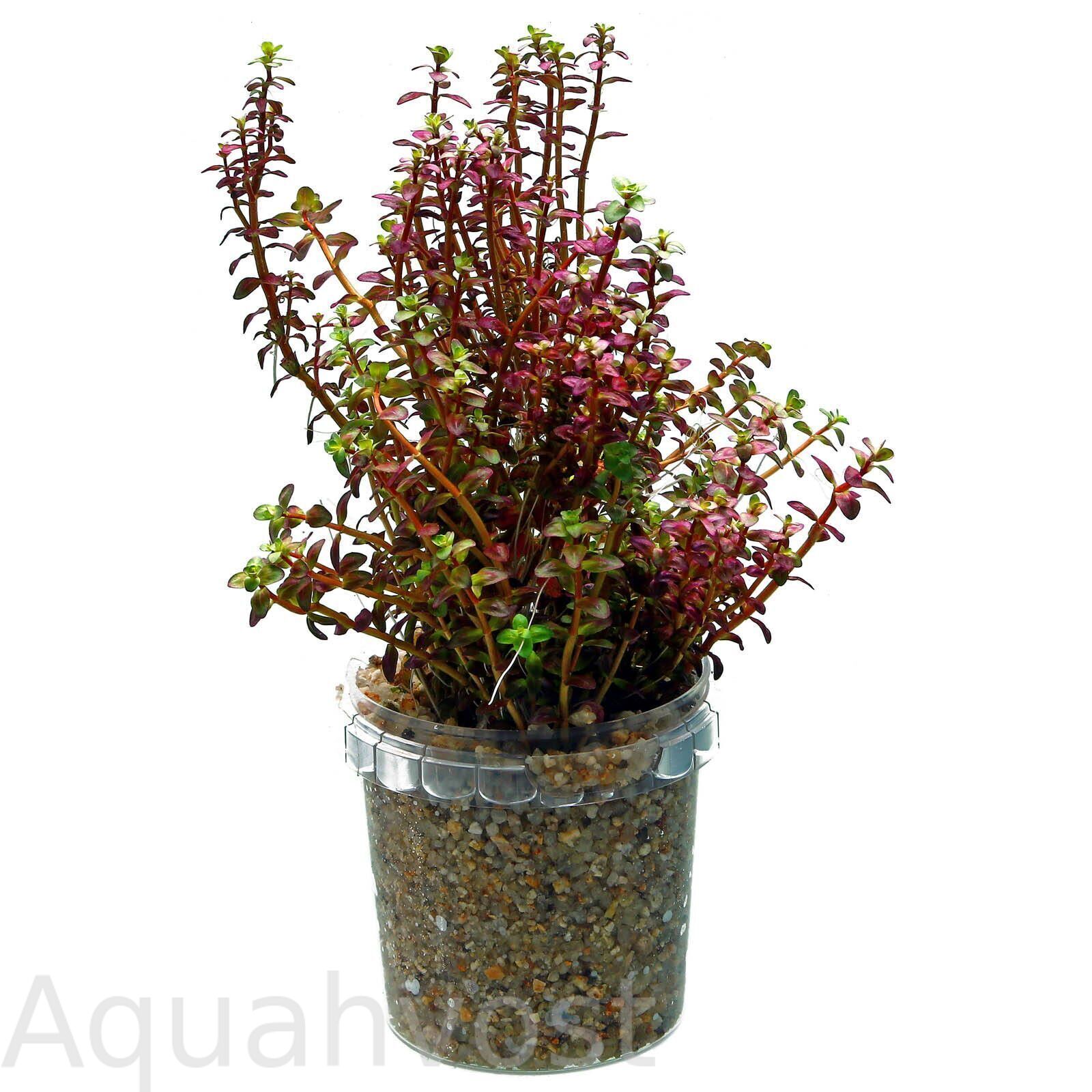 rotala-macrandra-mini-type-2