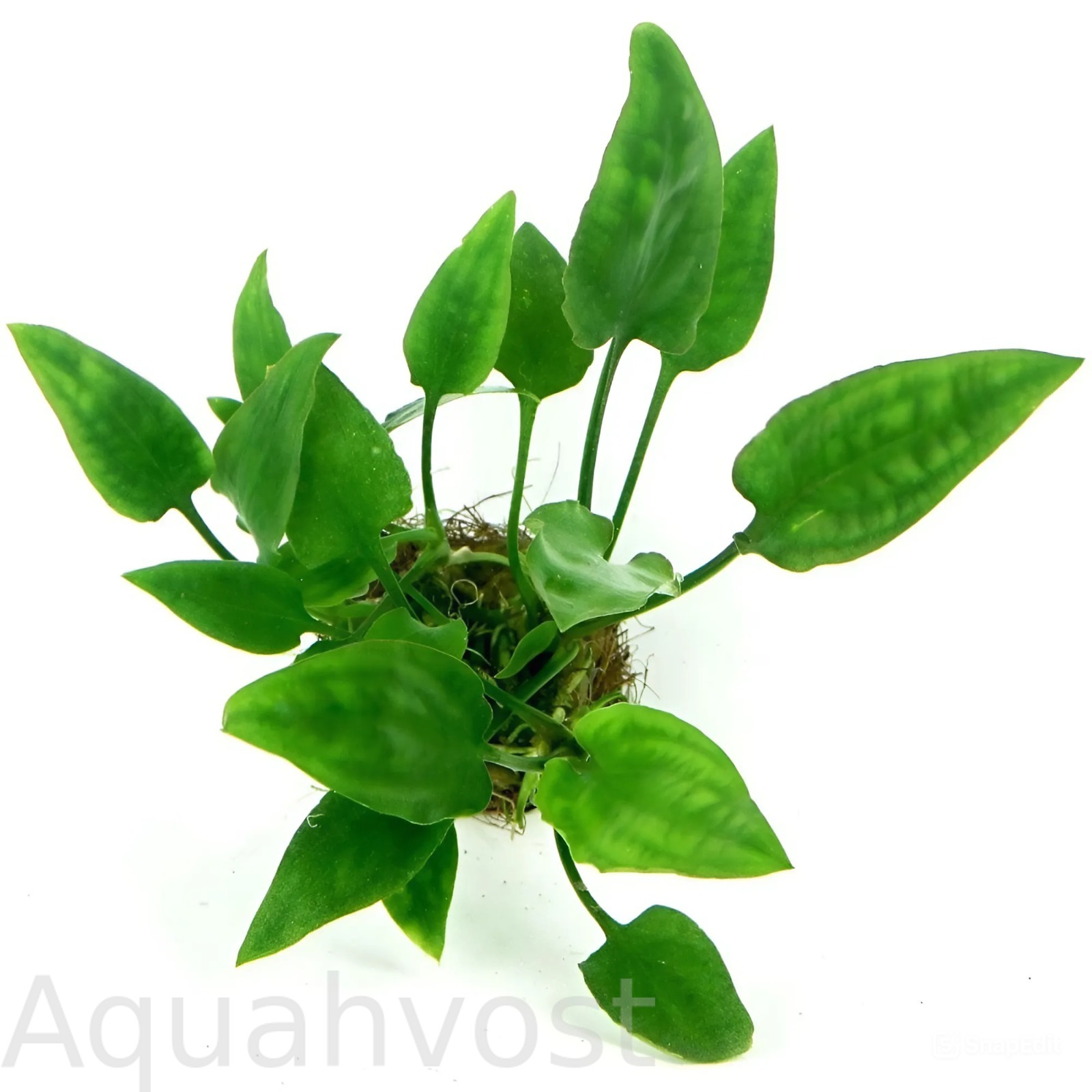 Криптокорина понтедериеволистная (Cryptocoryne pontederiifolia)