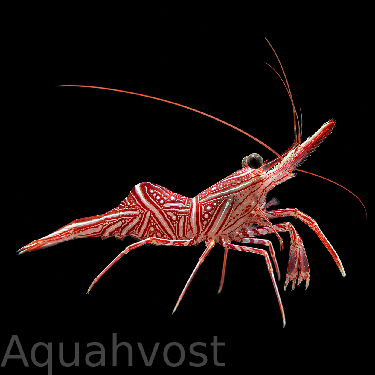 Креветка-верблюд (Rhynchocinetes durbanensis)