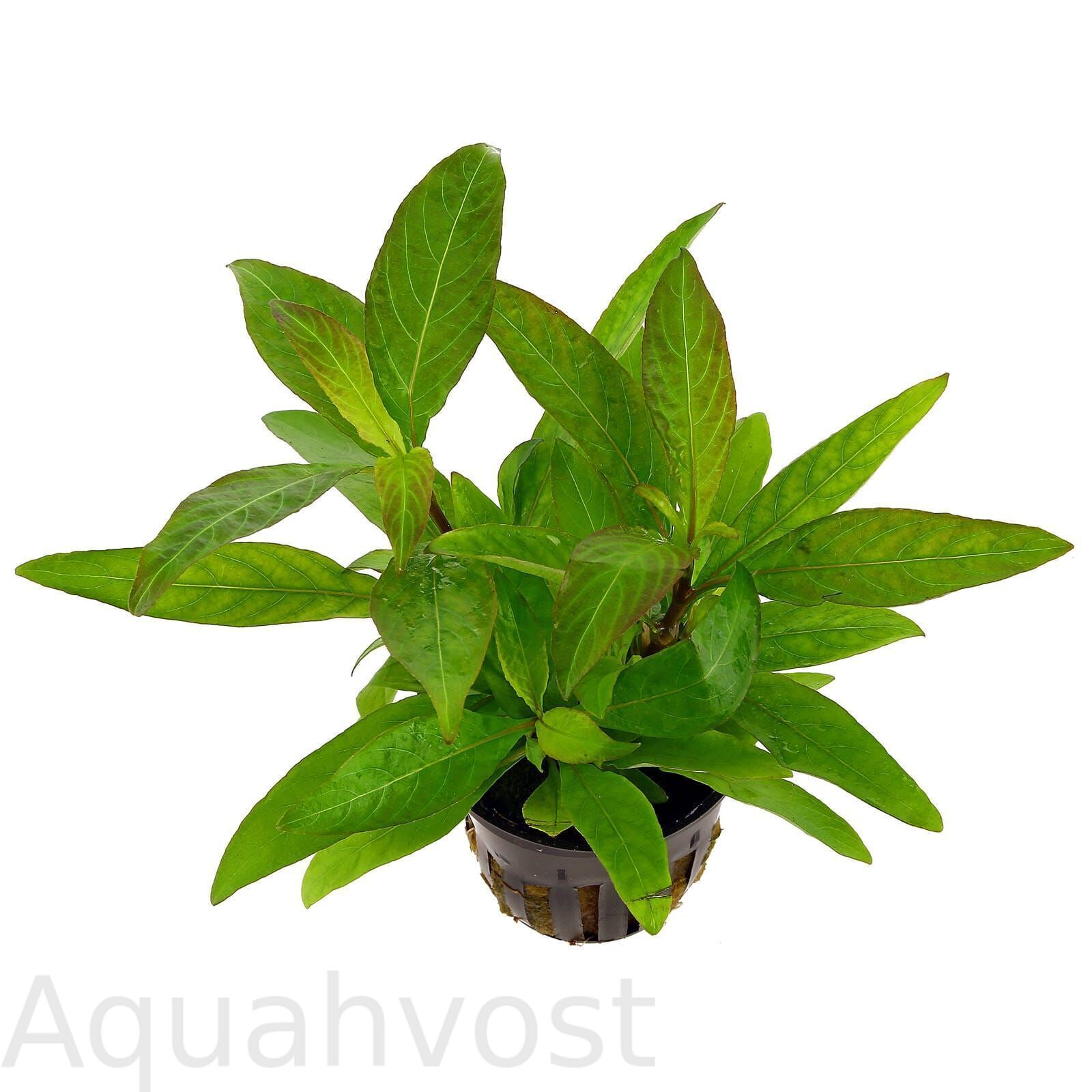 hygrophila-corymbosa-siamensis