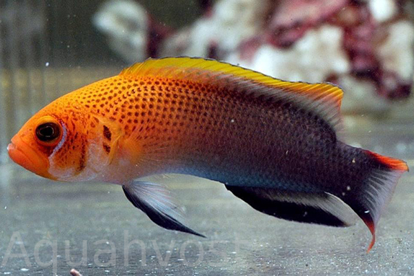 Оранжевоголовый псевдохромис (Pseudochromis dilectus)
