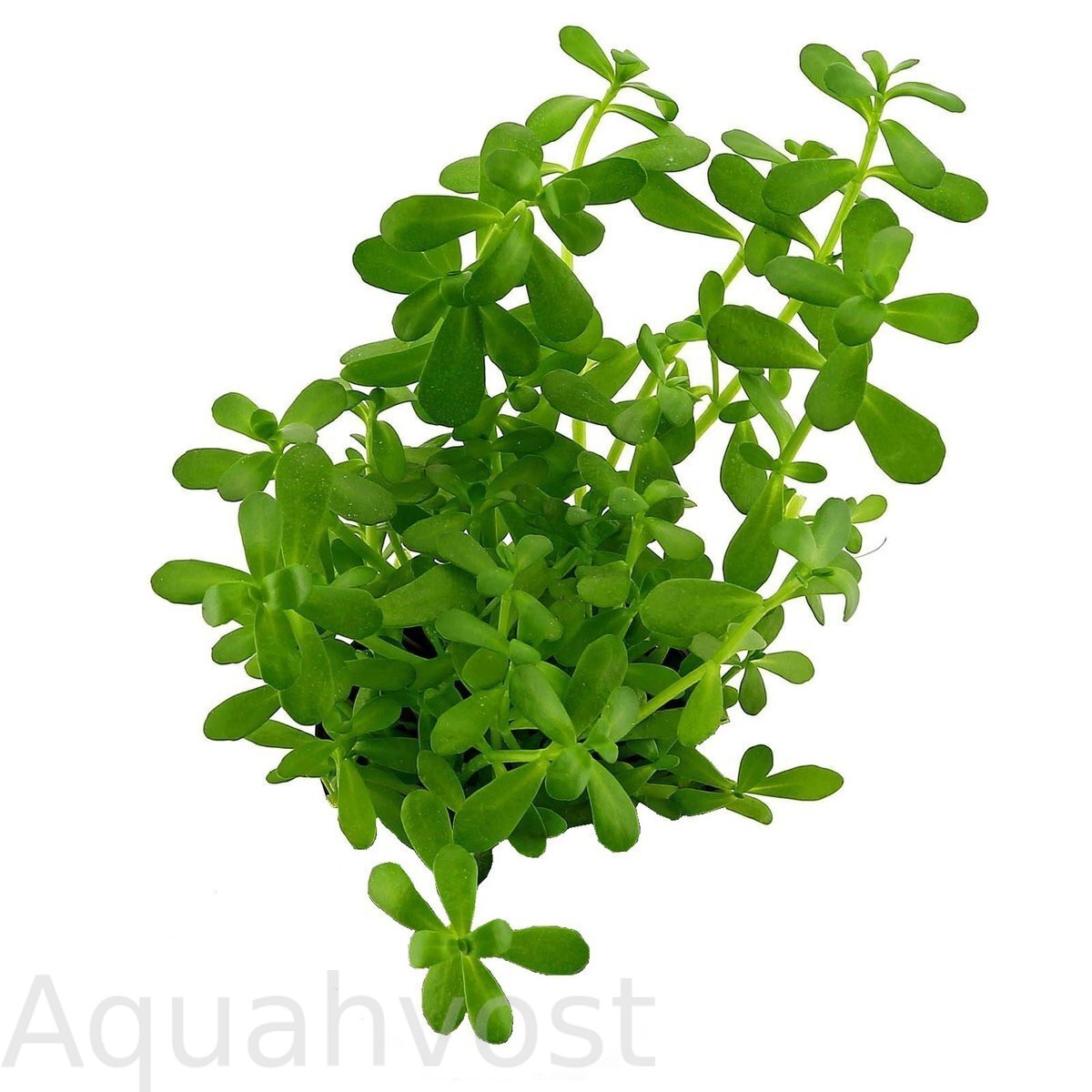 Бакопа Зальцмана (Bacopa salzmannii)