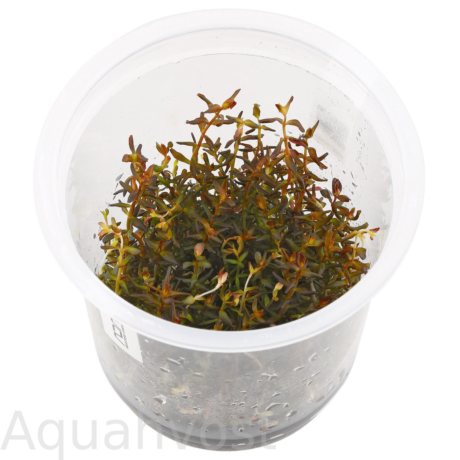 Ротала Макрандра мини (Rotala macrandra mini)