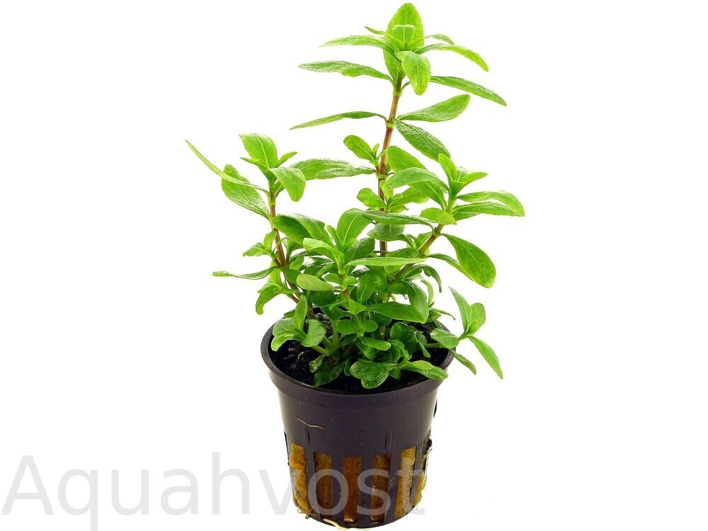 Гигрофила многосеменная (Hygrophila polysperma)