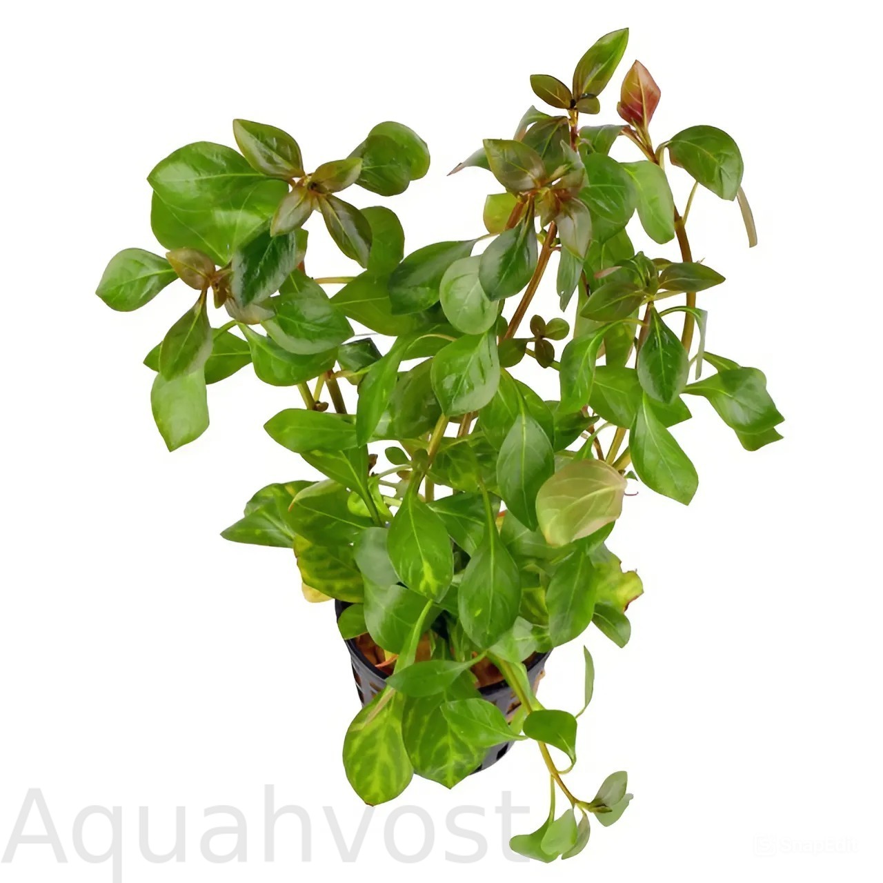 Людвигия Оранжевая (Ludwigia sp. «Atlantis»)