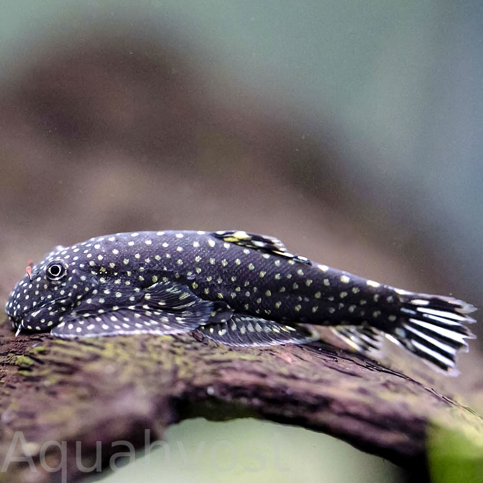 Гастромизон ктеноцефалус (Gastromyzon ctenocephalus)