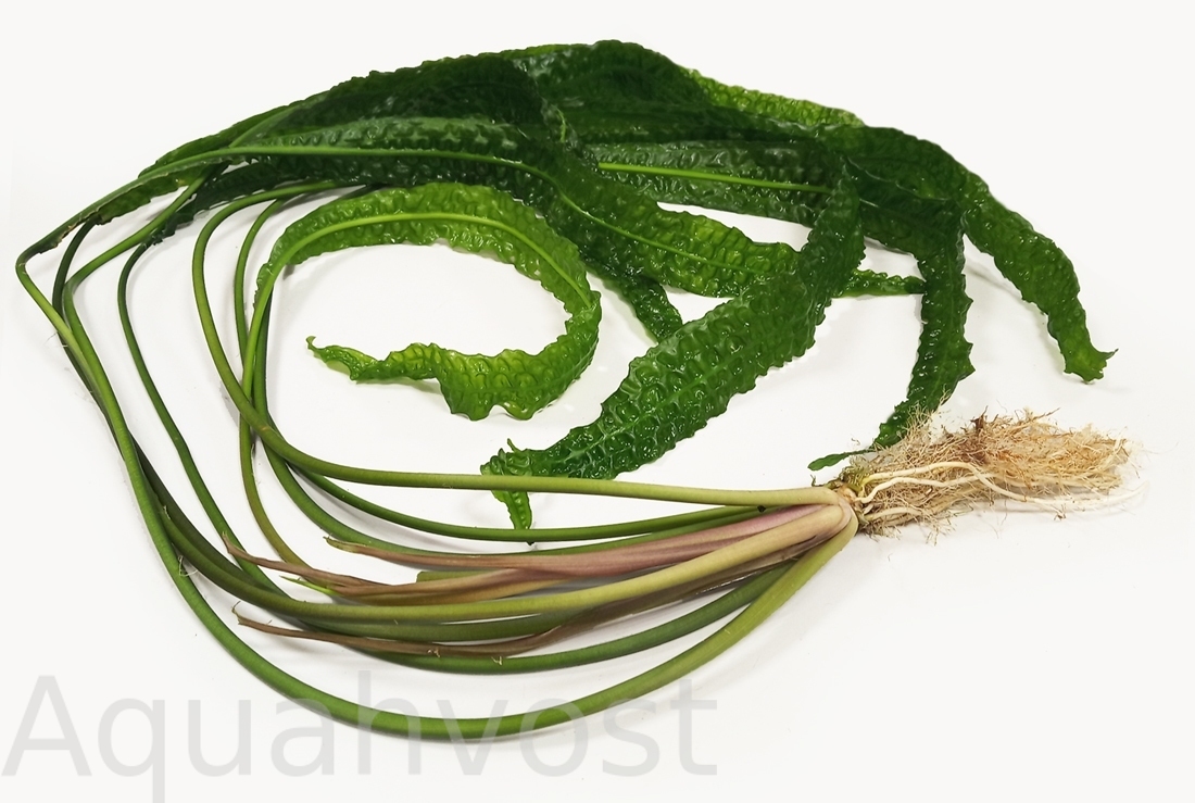 Криптокорина Апоногетонолистная ( Cryptocoryne aponogetifolia)
