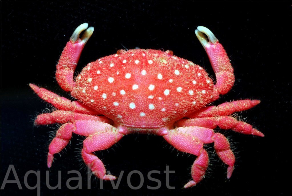 Клубничный краб (Strawberry crab)