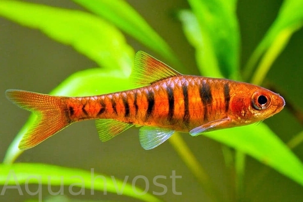 Барбус синештриховый (Enteromius fasciolatus)