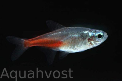 Неон бриллиантовый