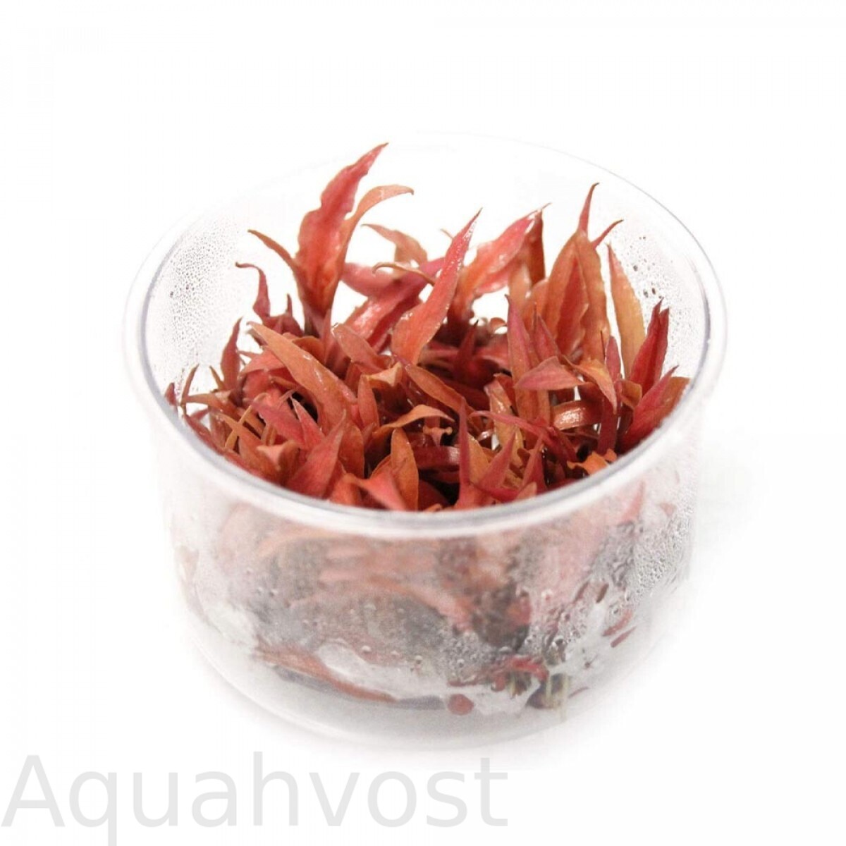 Криптокорина ребристая красная (Cryptocoryne albida red)