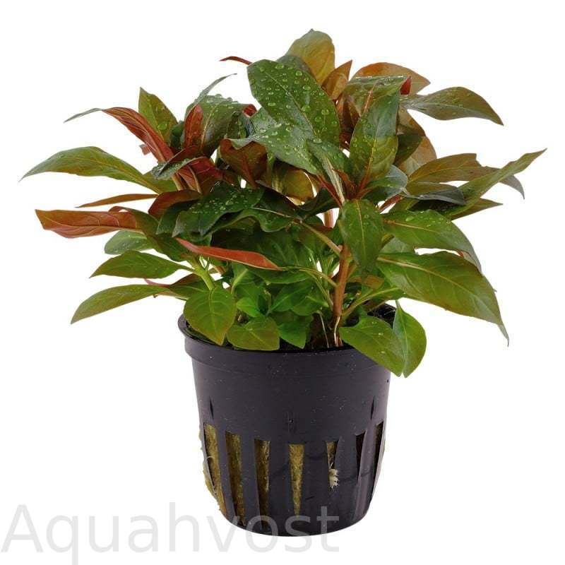 Ludwigia-Peruensis-Diamond-Red-Ludwigia-Glandulosa-saksi