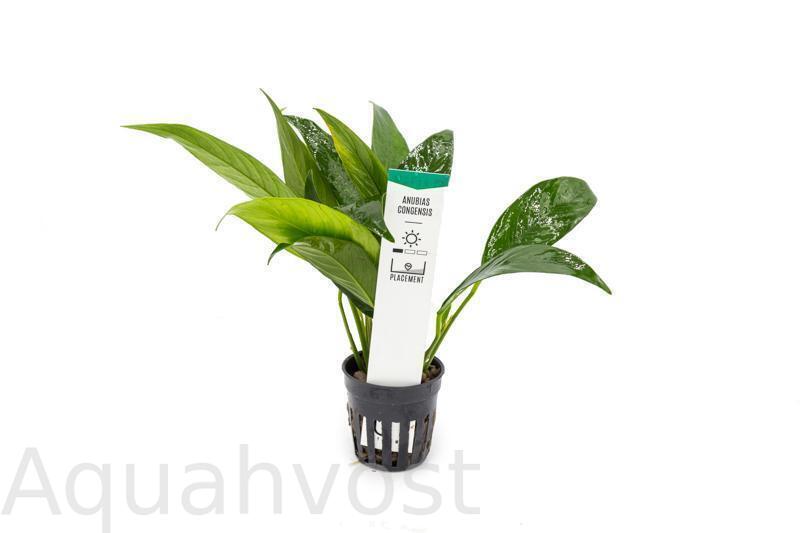 Анубиас Конгензис (Anubias congensis )