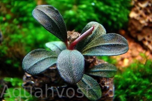 Буцефаландра Брауни Феникс (Bucephalandra sp. "Brownie Phoenix")