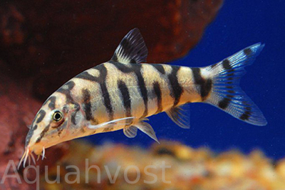 Боция Лохаката