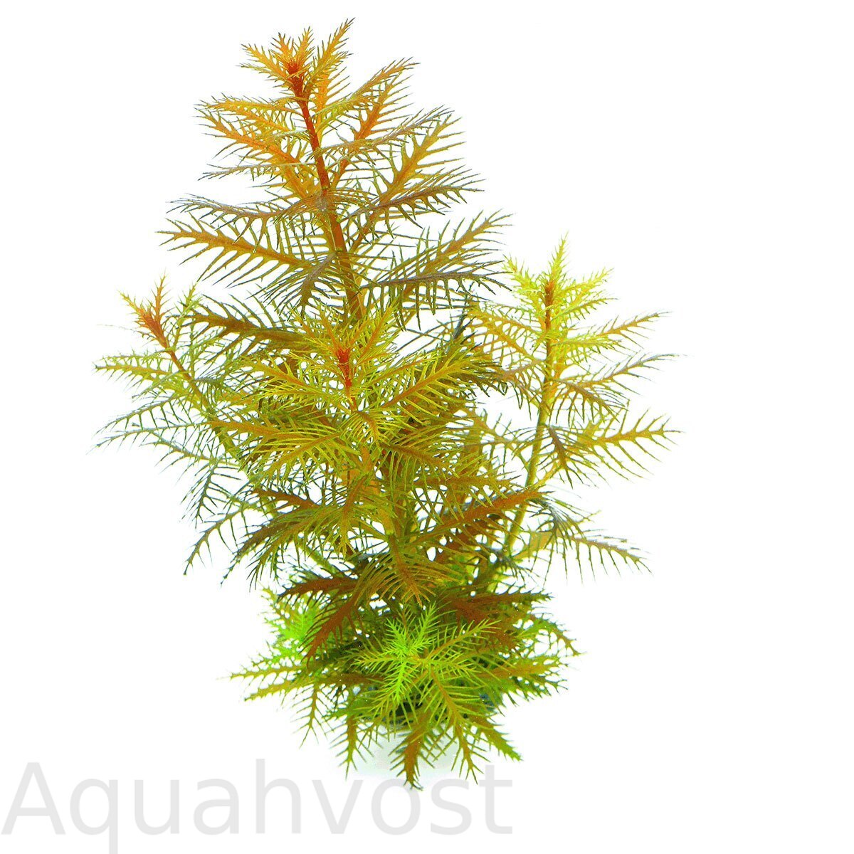 dennerle-aquarium-pflanzen-proserpinaca-palustris-in-vitro