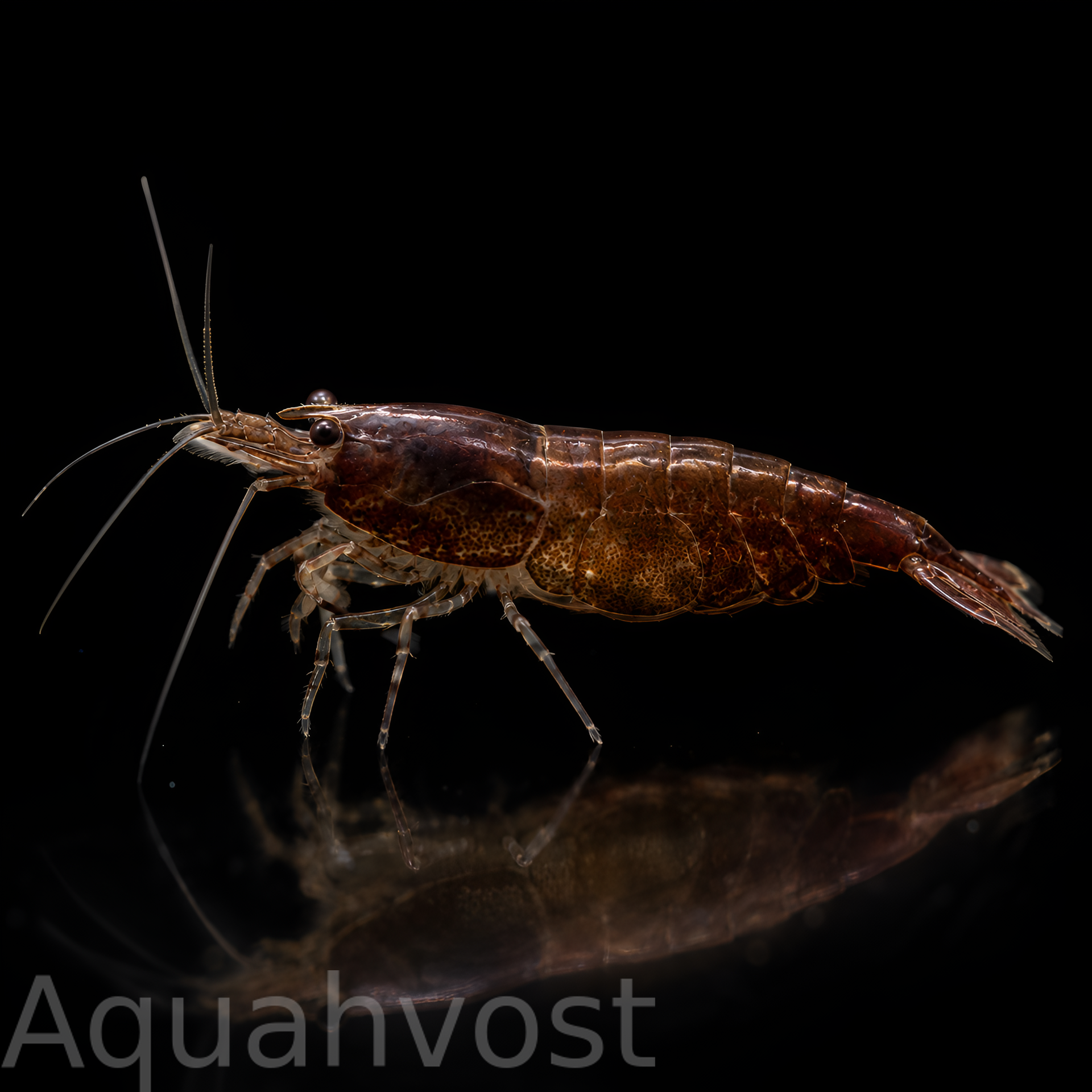 Креветка шоколад (Neocaridina Heteropoda Var. Chocolate)