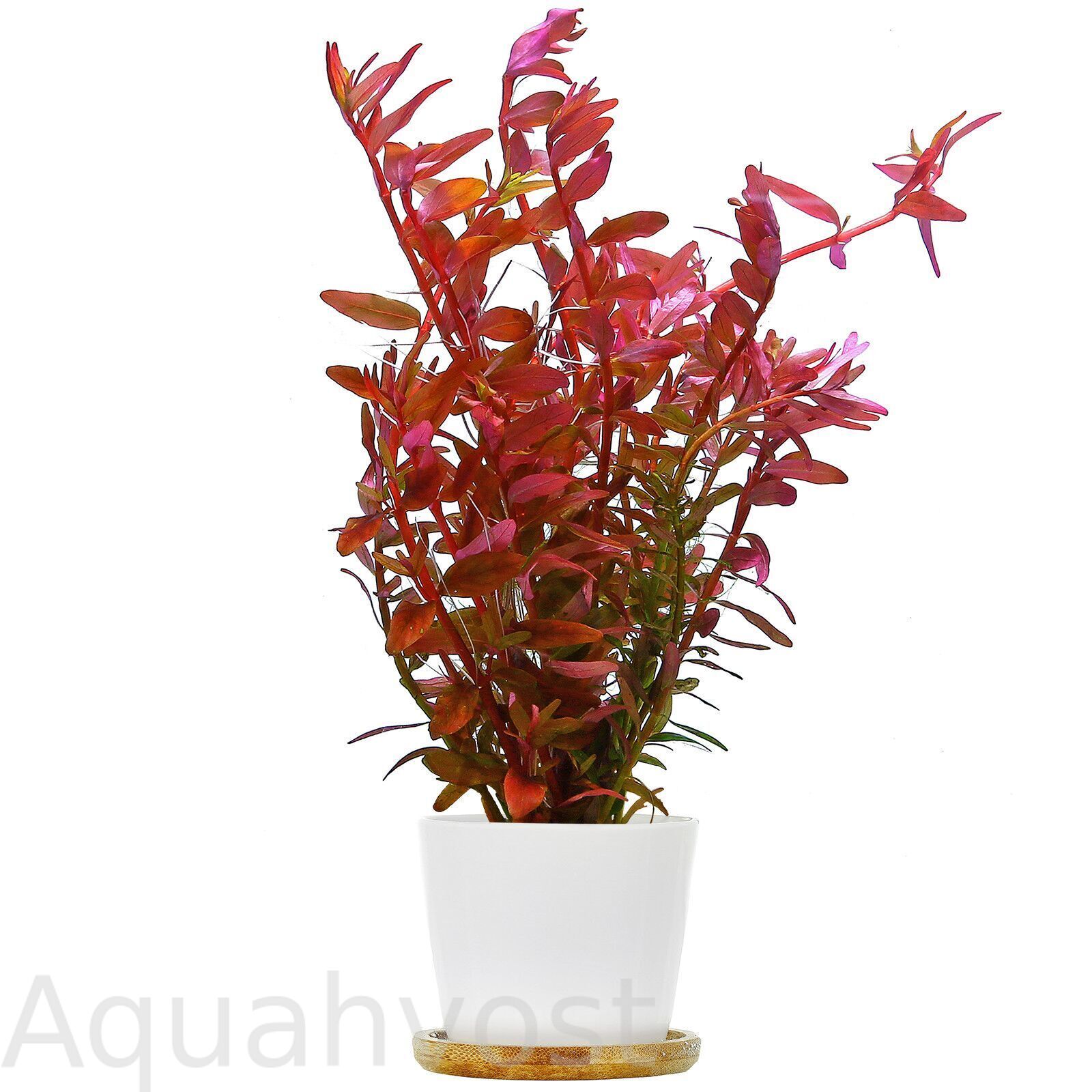 Ротала Blood Red ( Rotala Blood Red )