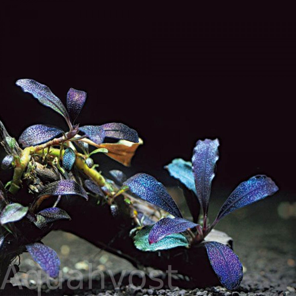 Bucephalandra sp. Midnight Blue