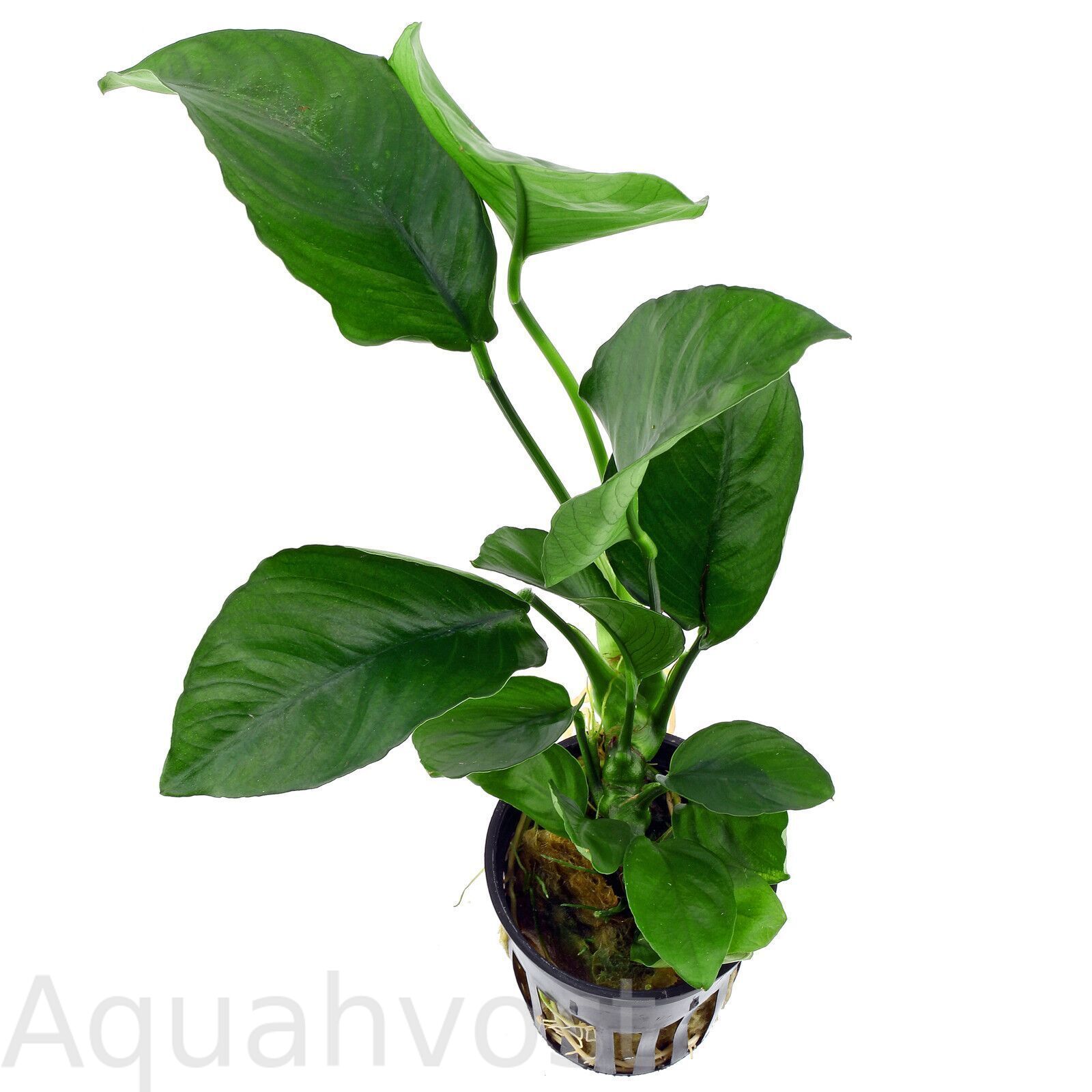 anubias-barteri-var-caladiifolia