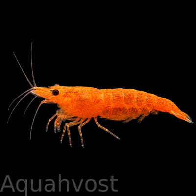 Креветка Оранжевая Сакура (Neocaridina davidi var. "Orange Sakura")