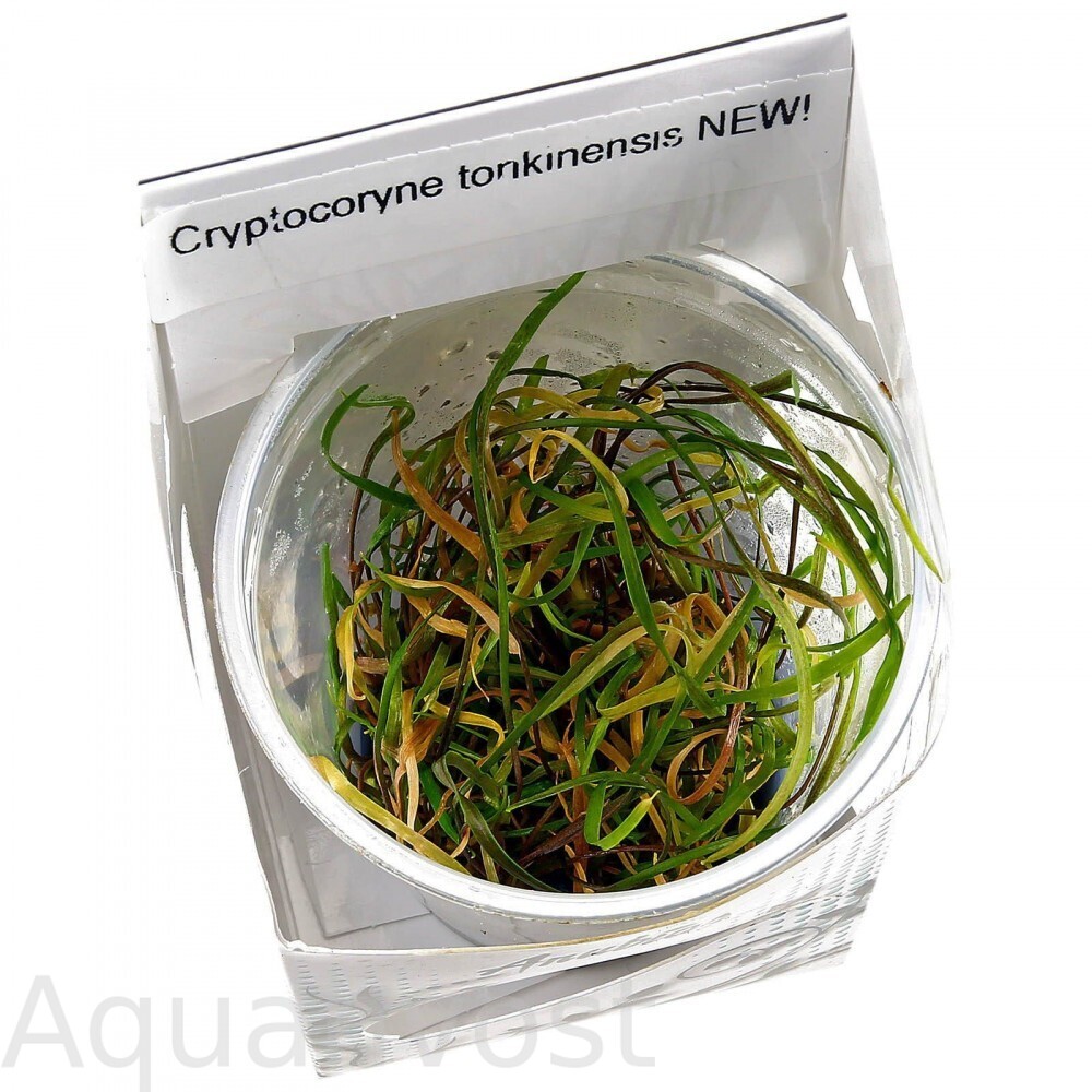 Криптокорина тонкиненсис (Cryptocoryne crispatula var. tonkinensis)