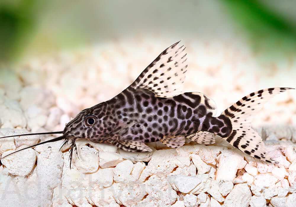 Синодонтис вуалевый (Synodontis eupterus)