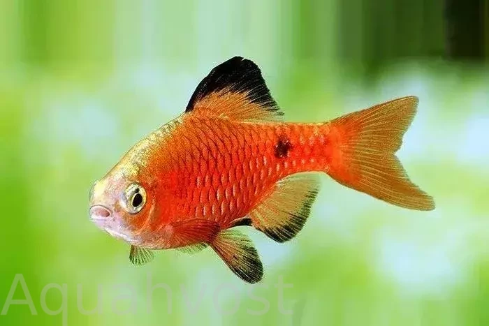 Огненный барбус (Barbus conchonius)