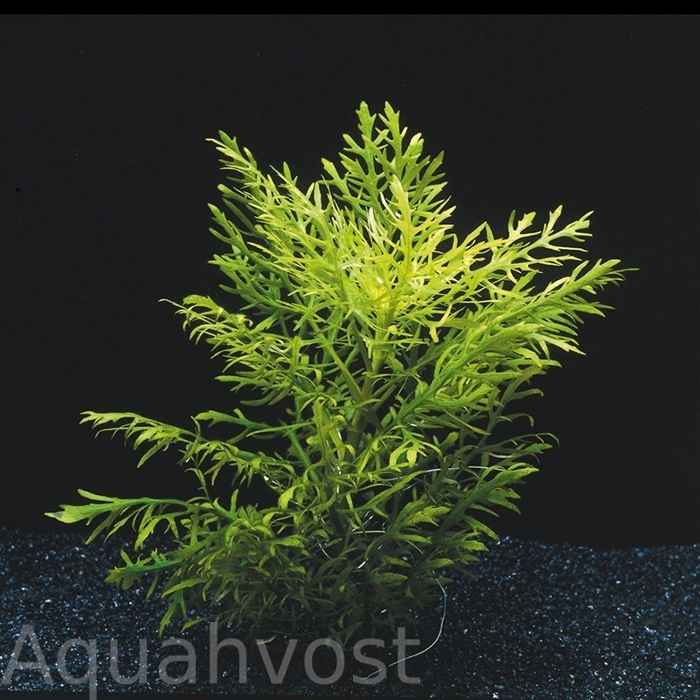 Гигрофила Синема (Hygrophila difformis)