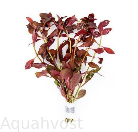 Людвигия Перуанская (Ludwigia Peruensis)