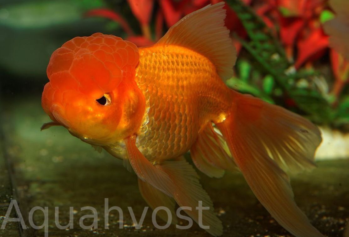 Оранда медно-красная (Oranda Goldfish)