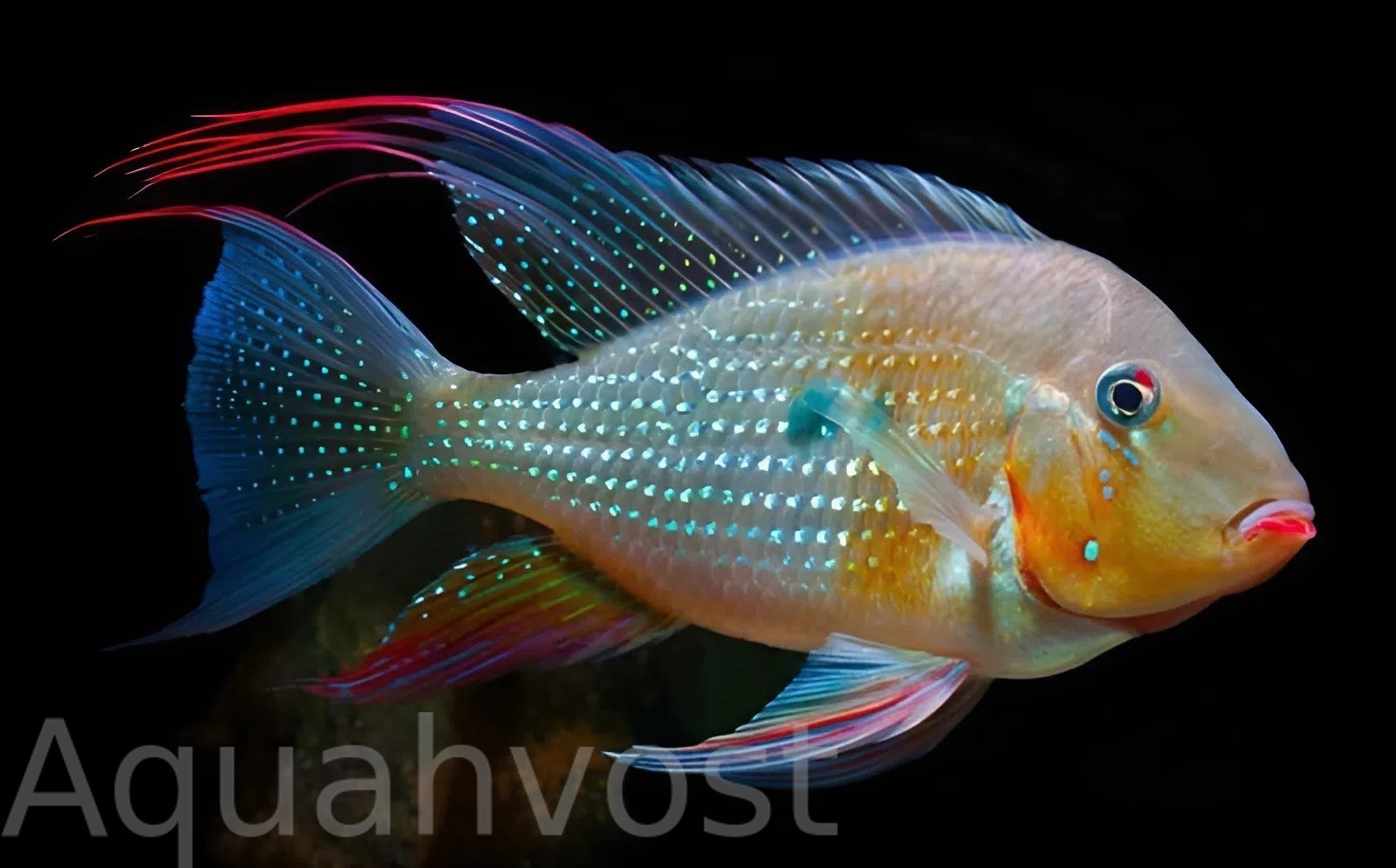 Акарихтис Хеккеля (Acarichthys heckelii)