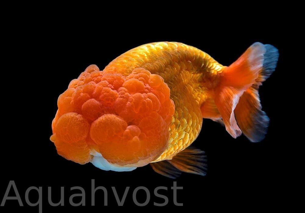 Львиноголовка (Lionhead Goldfish)