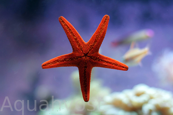 Звезда Морская Красная (Echinaster sepositus)
