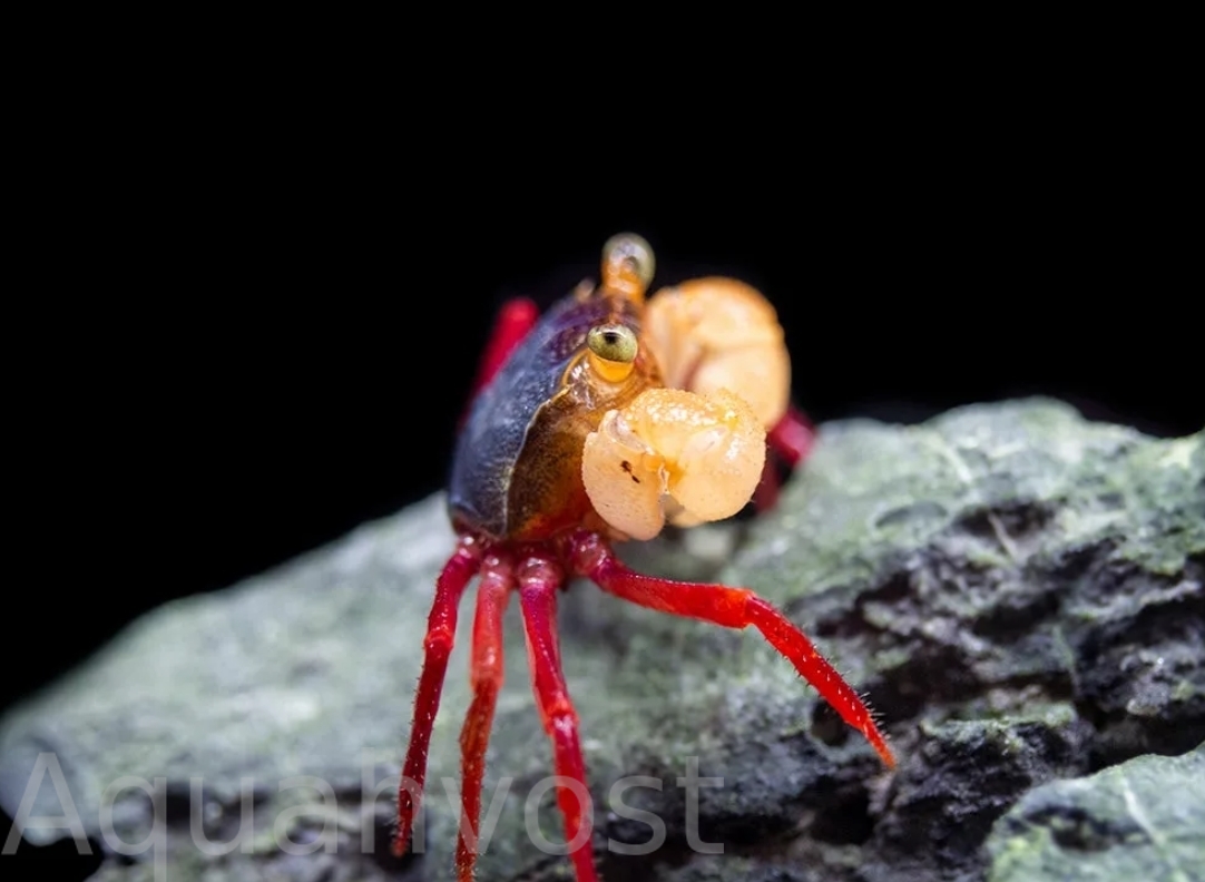 Краб вампир мандарин ( GEOSESARMA NOTOPHORUM)