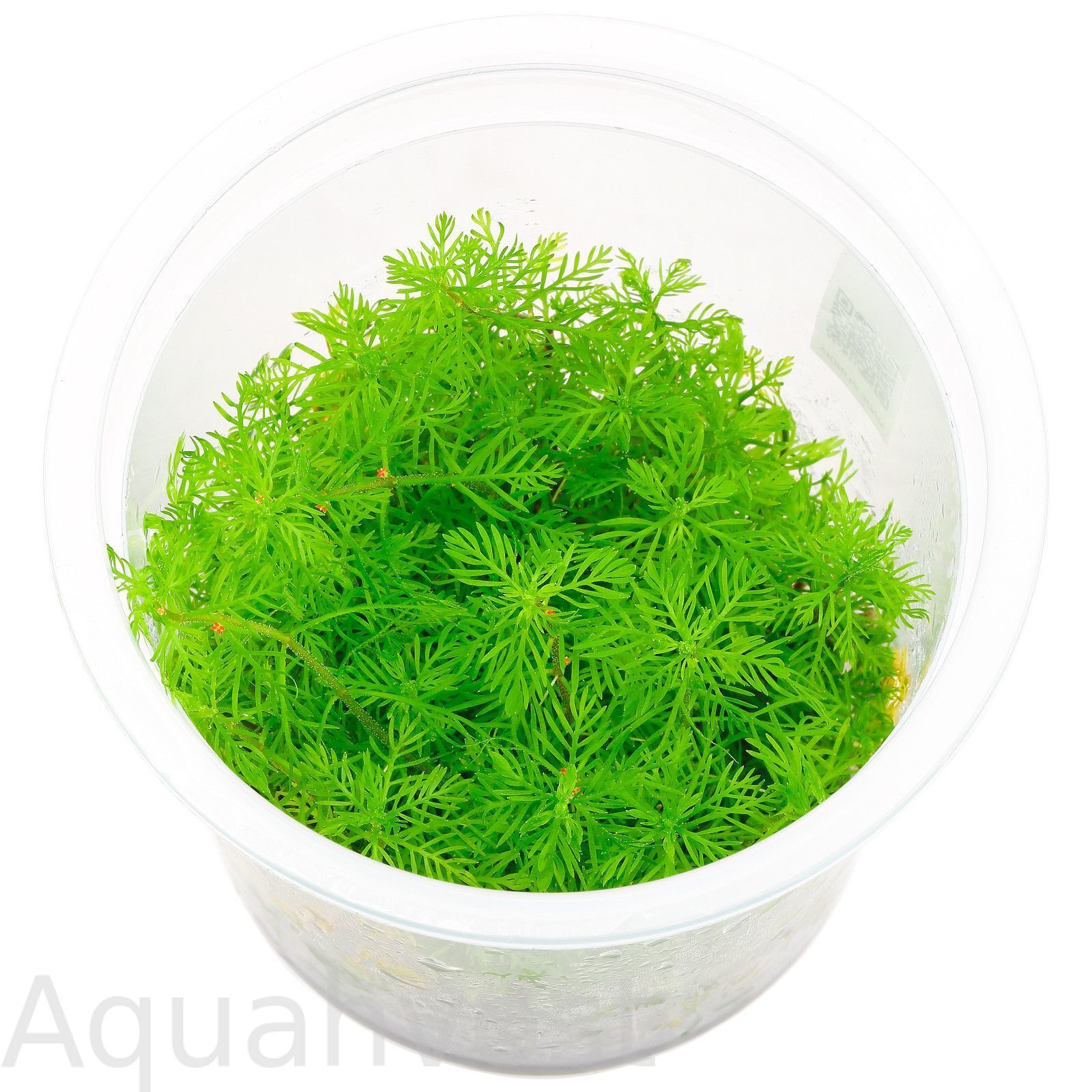 Перистолистник матогросский (Myriophyllum mattogrossense)
