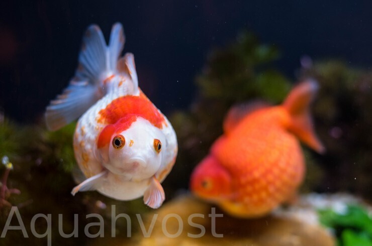 zhemchuzhin-luchshe-vsego-soderzhat-v-vidovom-akvariume