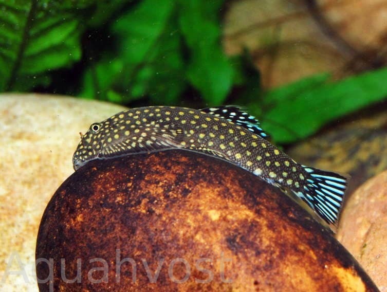 36-2-Gastromyzon-ctenocephalus