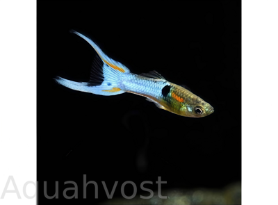 Гуппи Эндлера Японский Синий (Japan Blue - Endler's guppy Neon Blue)