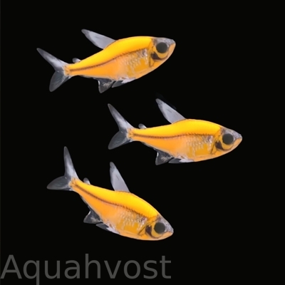 Пристелла GLO оранжевая (Pristella maxillaris Orange Glo)