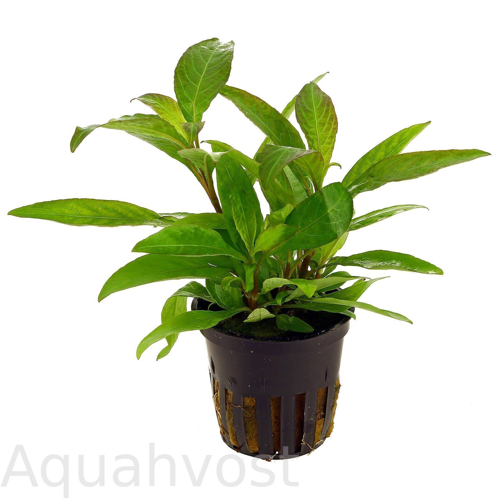 Гигрофила сиамская ( Hygrophila corymbosa "Siamensis")