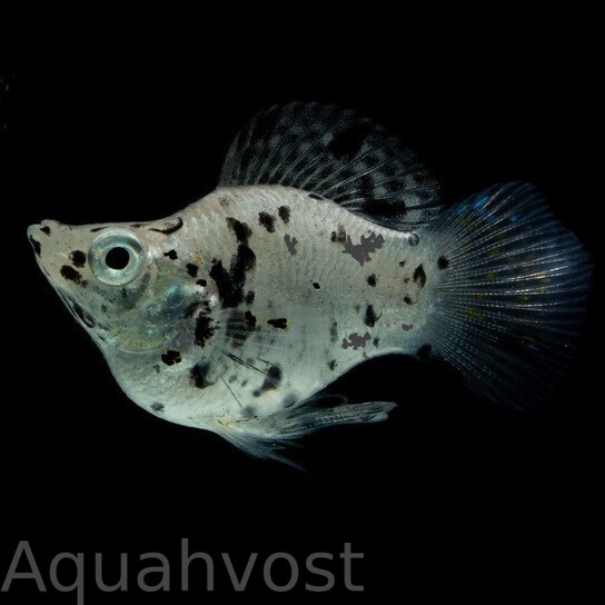 Моллинезия Баллон Далматинец (Poecilia latipinna sp. ballon)