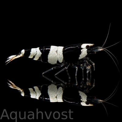 Креветка Кристалл черный (Caridina cantonensis sp. Crystal Black)